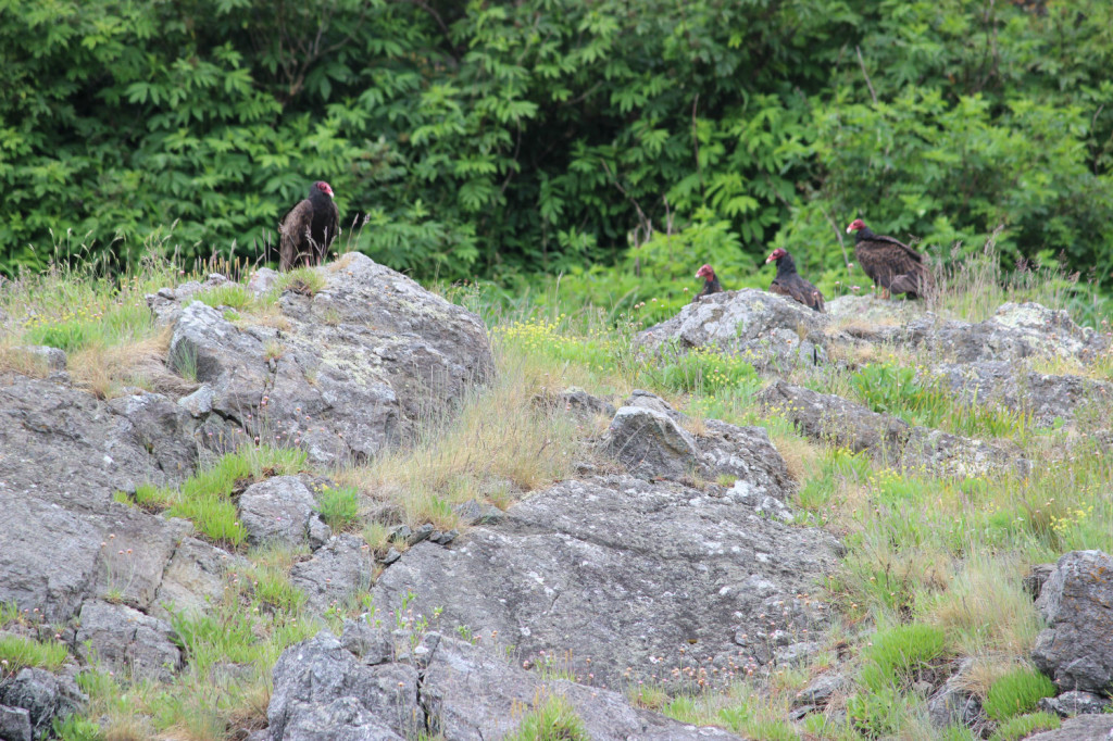 Turkey Vultures