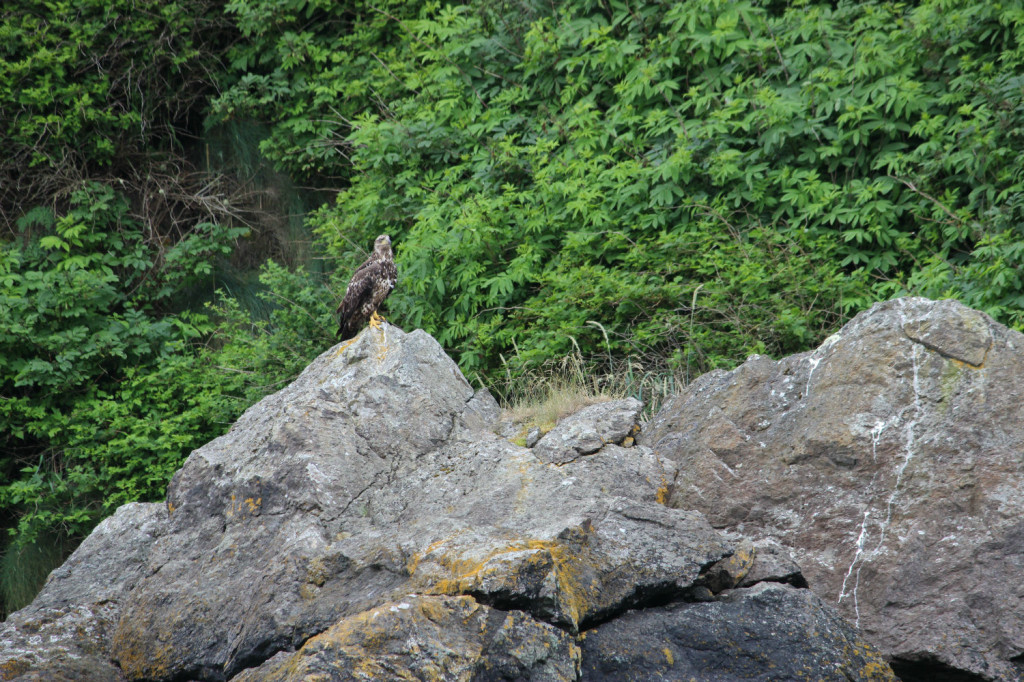 Two year old bald eagle