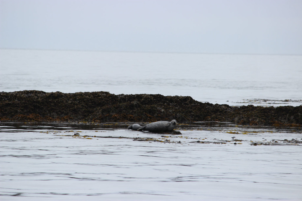 Harbor Seal and pup (you can just barely see the pup)