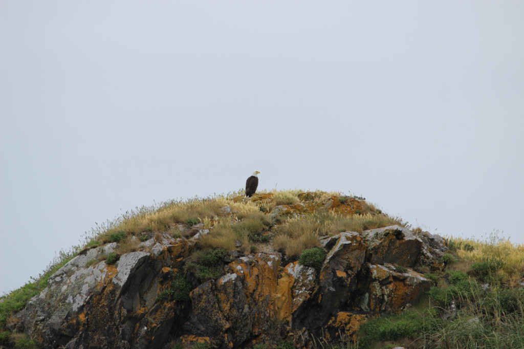 Bald Eagle