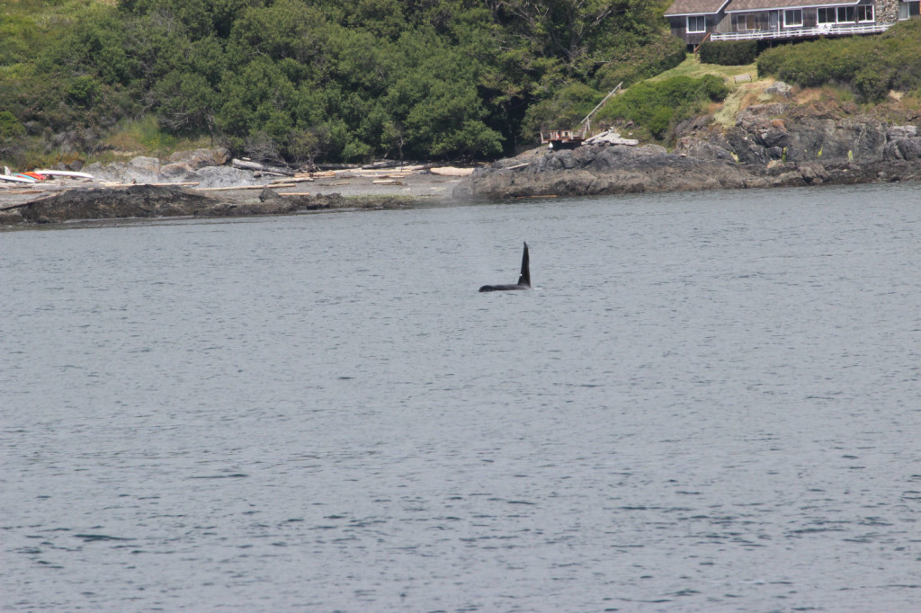 Orca Whales