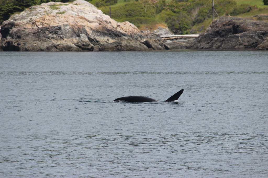 Orca Whales