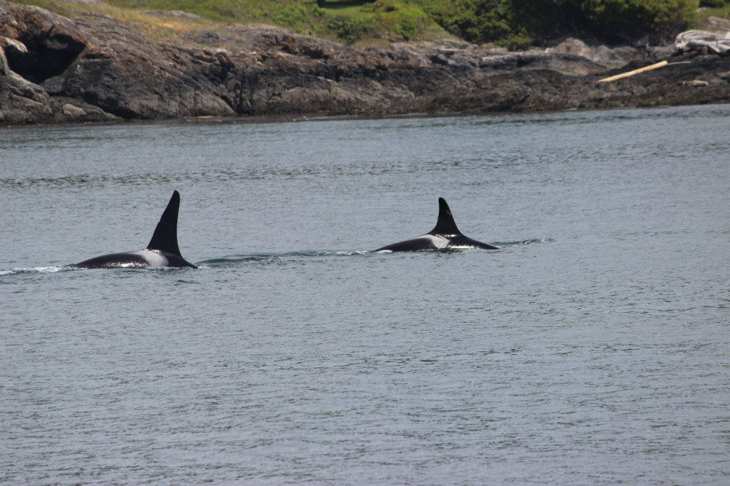 Orca Whales