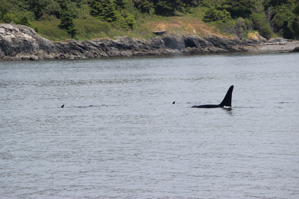 Orca Whales