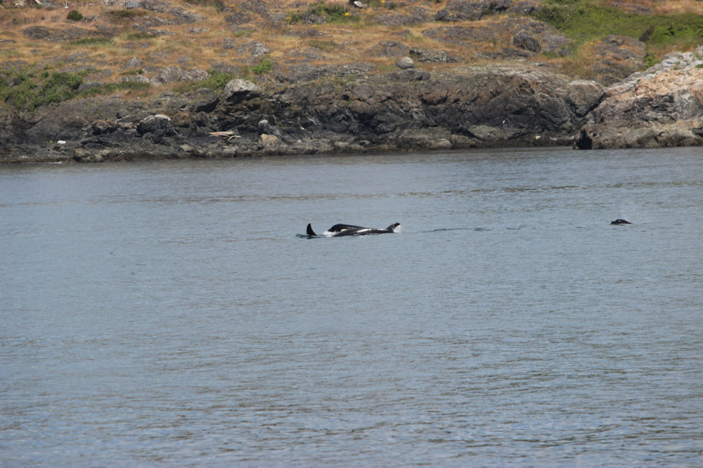 Orca Whales