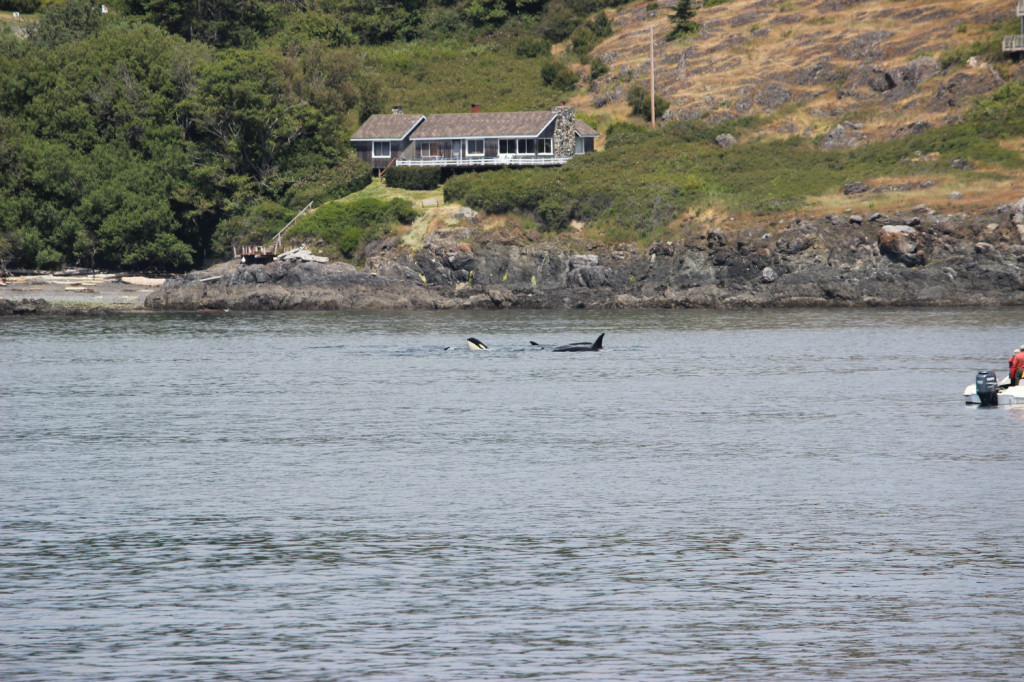 Orca Whales