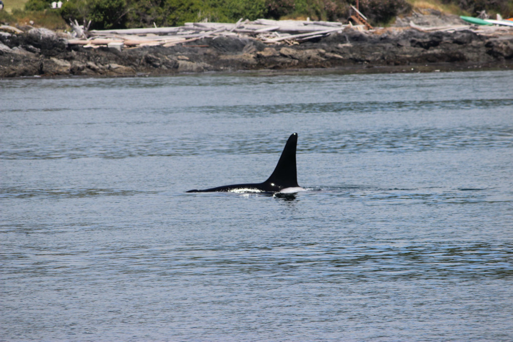 Orca Whales