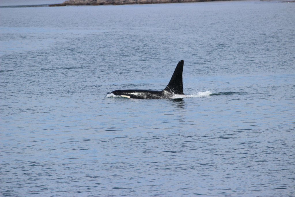 Orca Whales