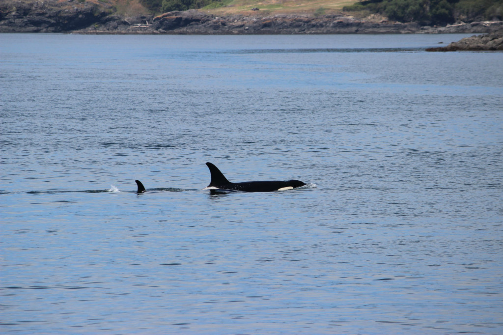 Orca Whales