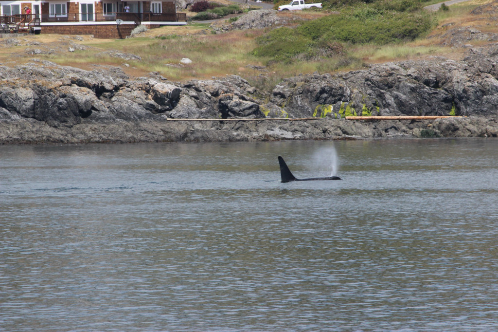 Orca Whales