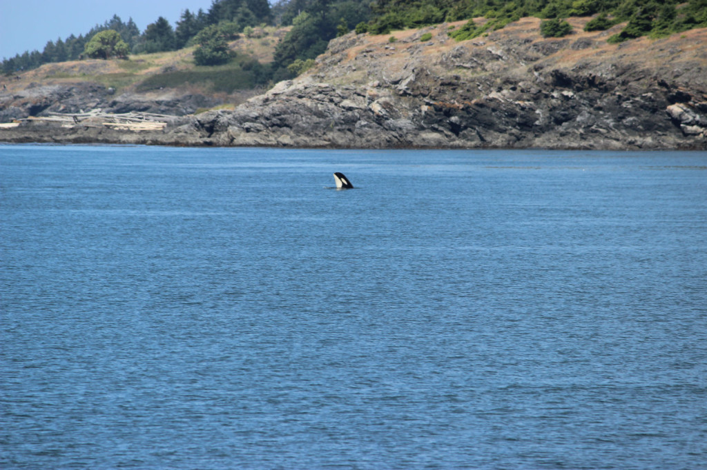 Orca Whales