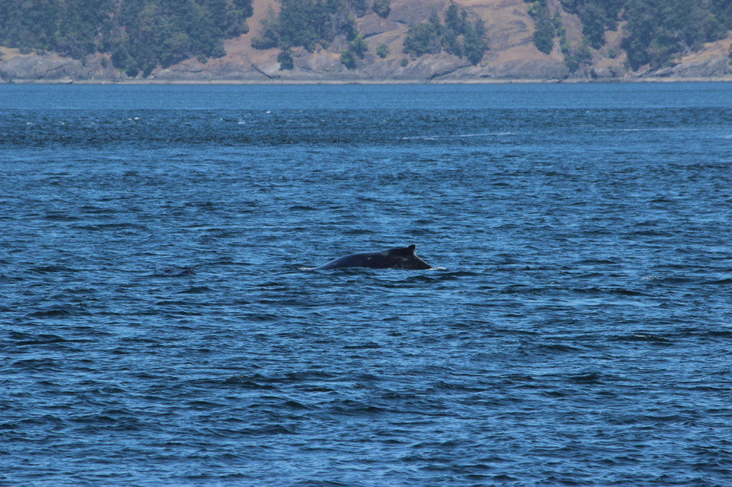 Humpback Whales