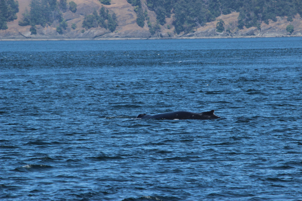 Humpback Whales