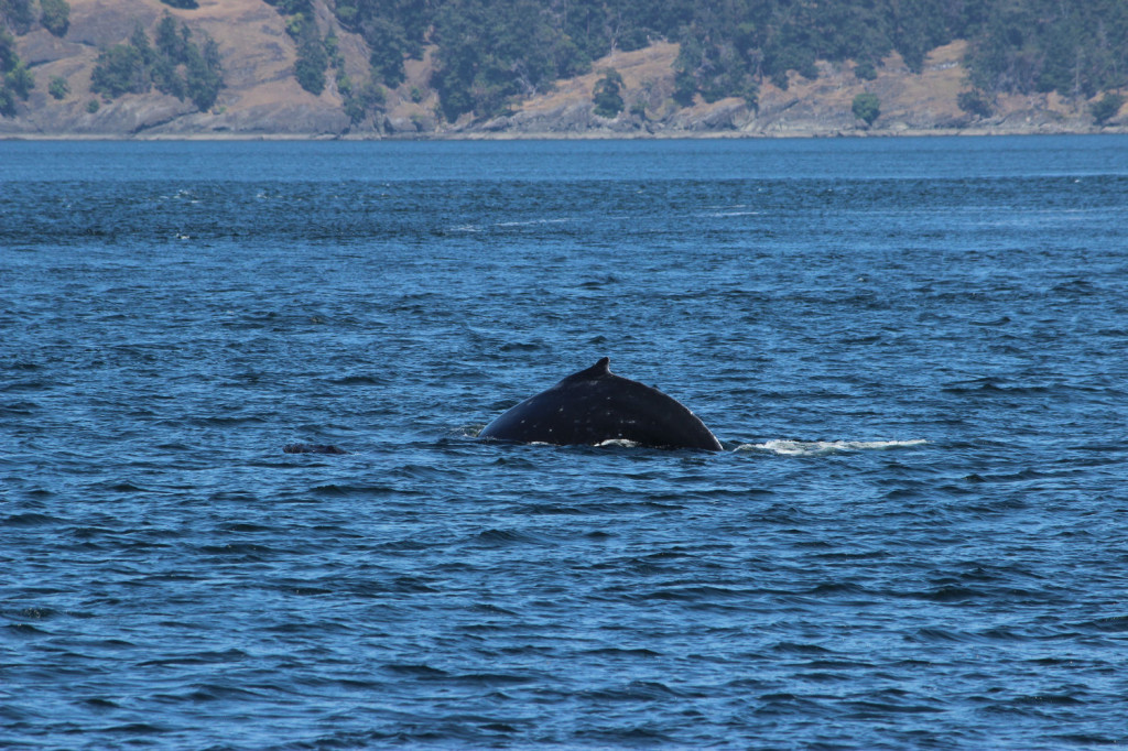 Humpback Whales