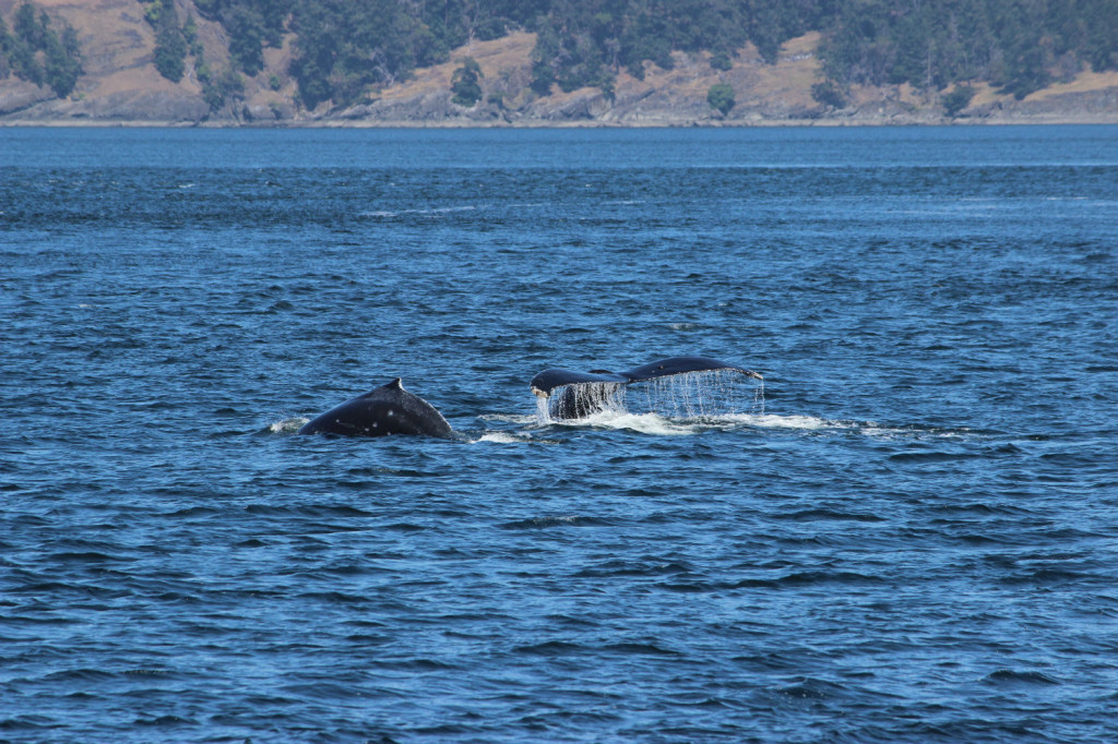 Humpback Whales