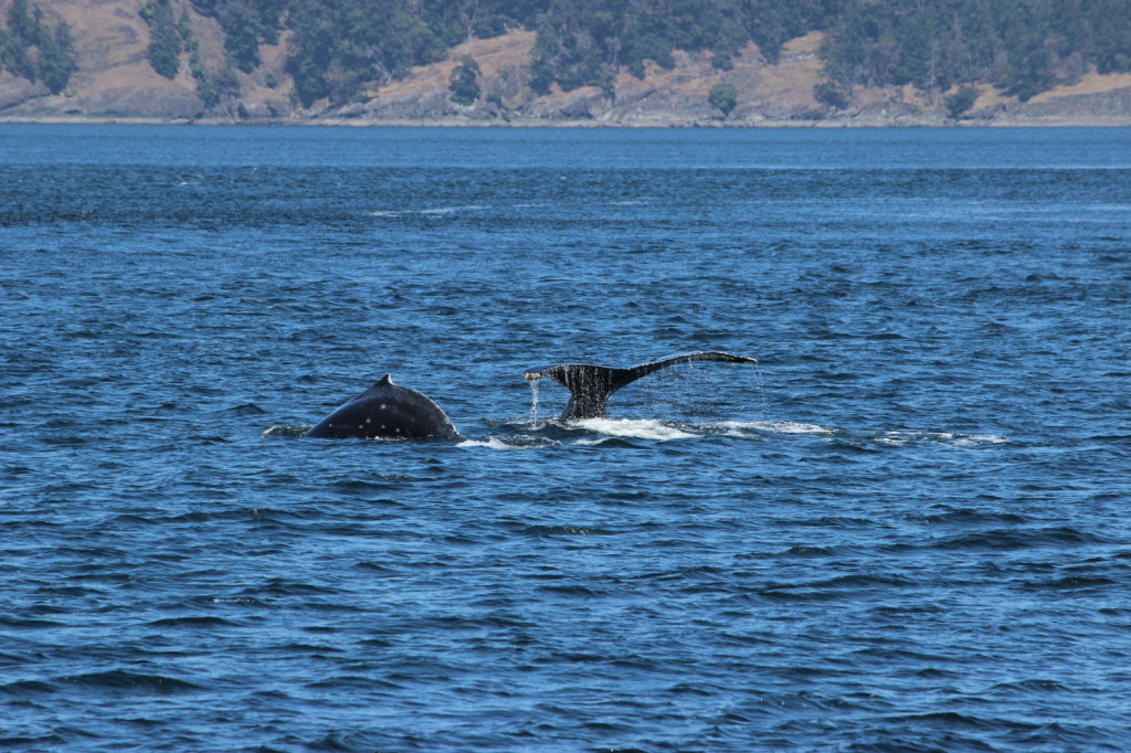 Humpback Whales