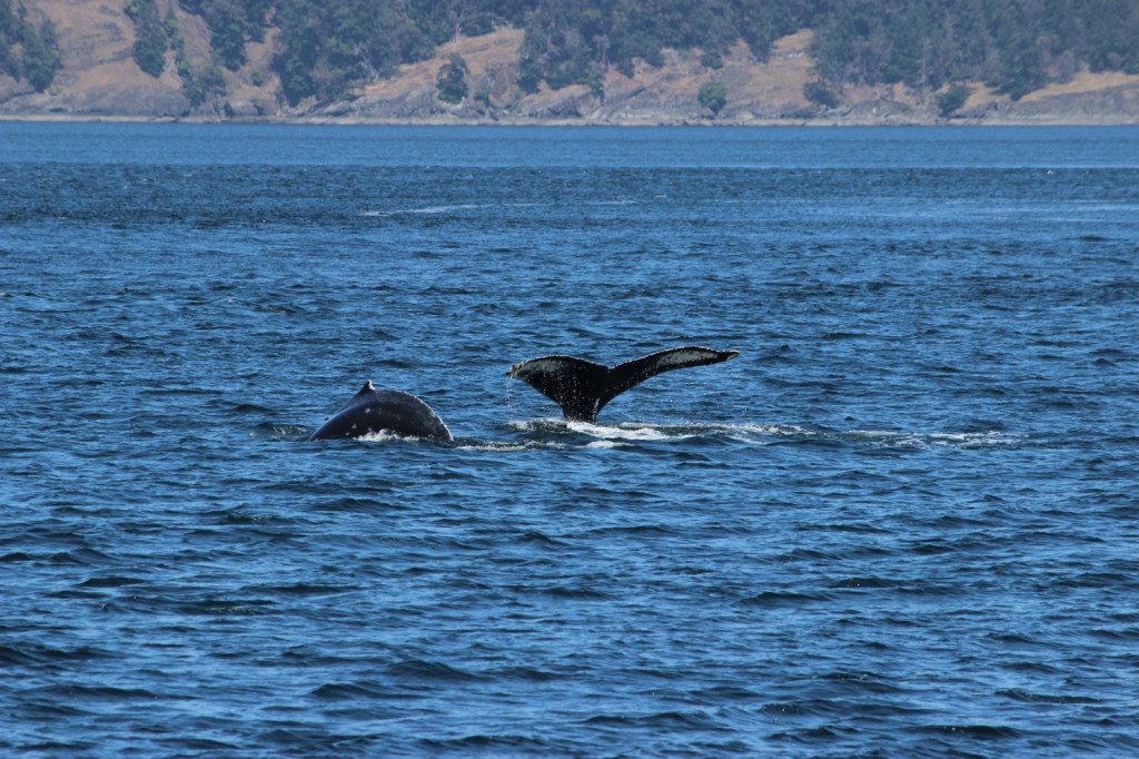 Humpback Whales