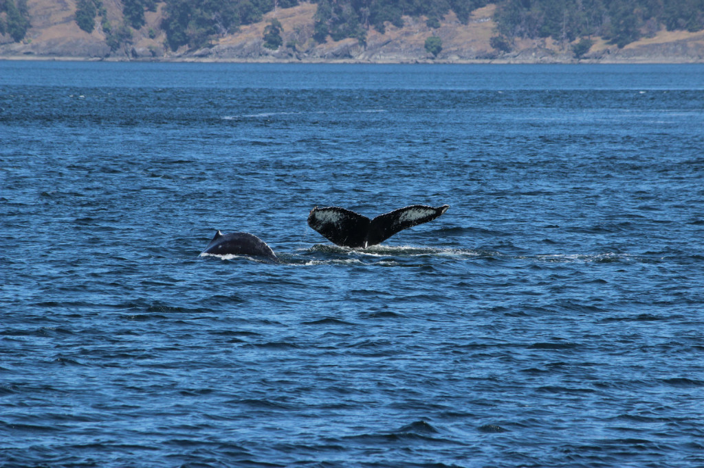 Humpback Whales