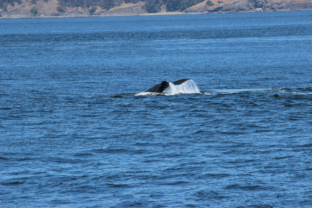 Humpback Whales