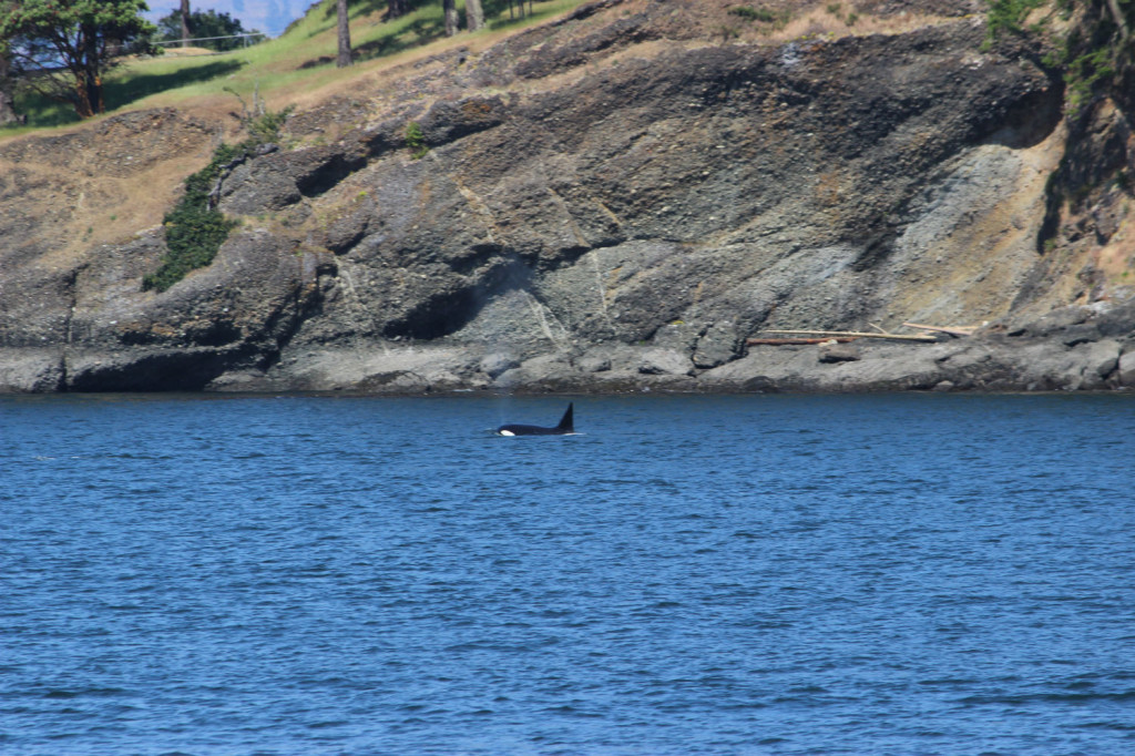 Transient Orcas