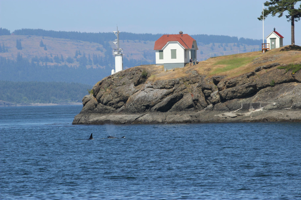 Transient Orcas