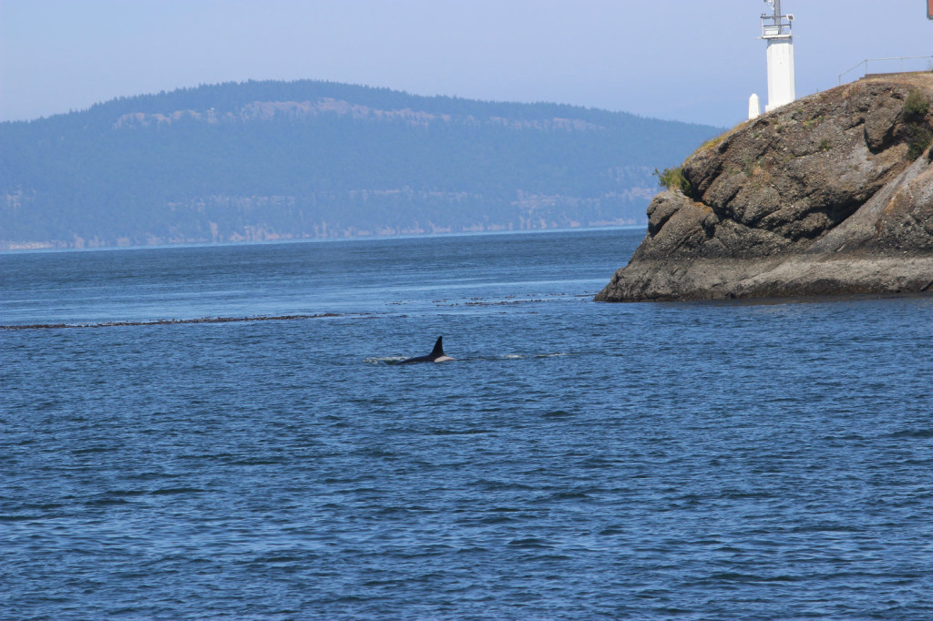 Transient Orcas