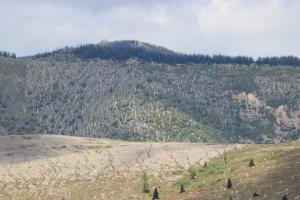 Trees down at Mount St. Helens