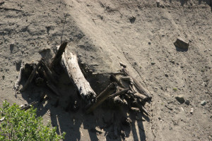 Buried trees at Mount St. Helens